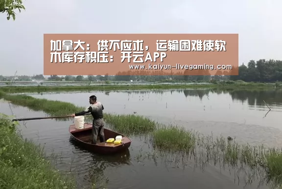 加拿大:供不应求,运输困难使软木库存积压:开云APP(图2) 开云APP