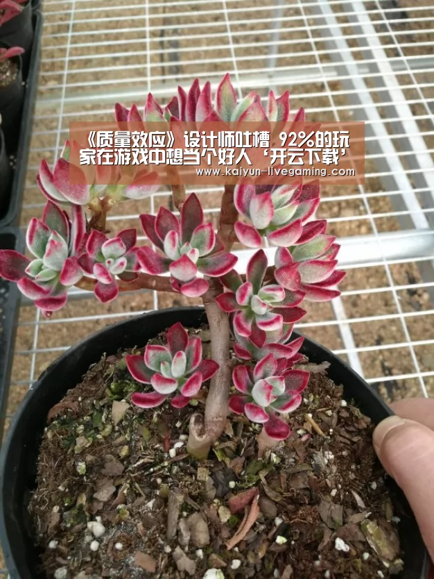 《质量效应》设计师吐槽 92%的玩家在游戏中想当个好人‘开云下载’(图3) 开云APP