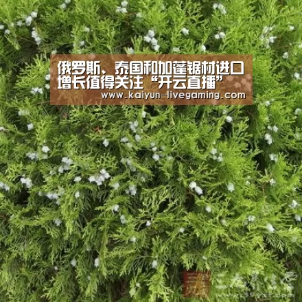 俄罗斯、泰国和加蓬锯材进口增长值得关注“开云直播”(图2) 开云下载